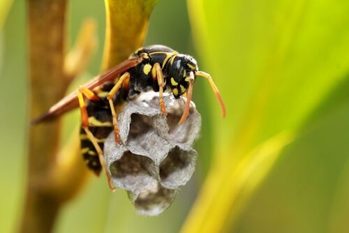 The Financial Impact of Termites: Prevention vs. Repair Costs